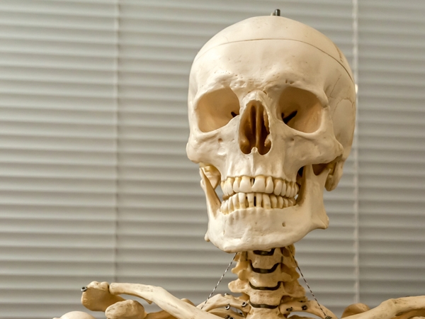 7 Fascinating Facts about the Skeletal System | Healthy Living