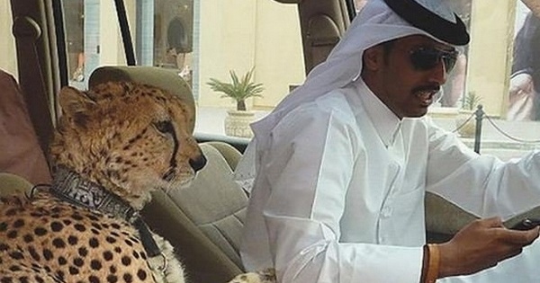 15 Pictures That Show Arabs Are Winning At Life And How