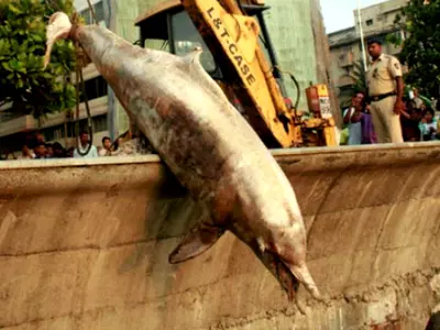 dead dolphin mumbai beach