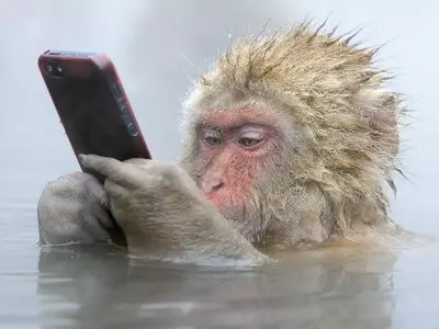 monkey with iphone