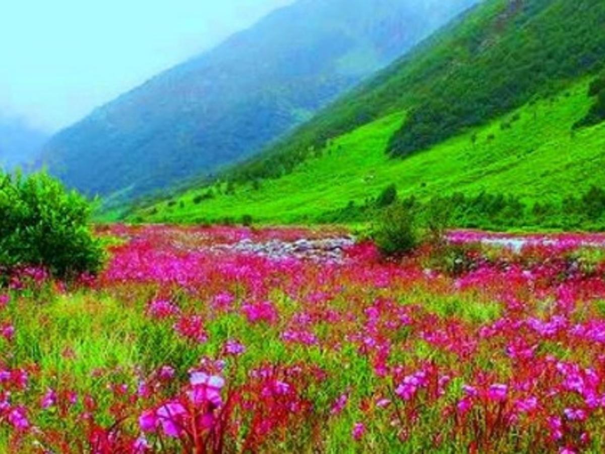 Valley Of Flowers National Park Chamoli Uttarakhand