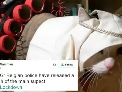 Belgians Are Posting Cat Pics As 'Terror Suspects' To Keep The Terrorists Confused In Brussels