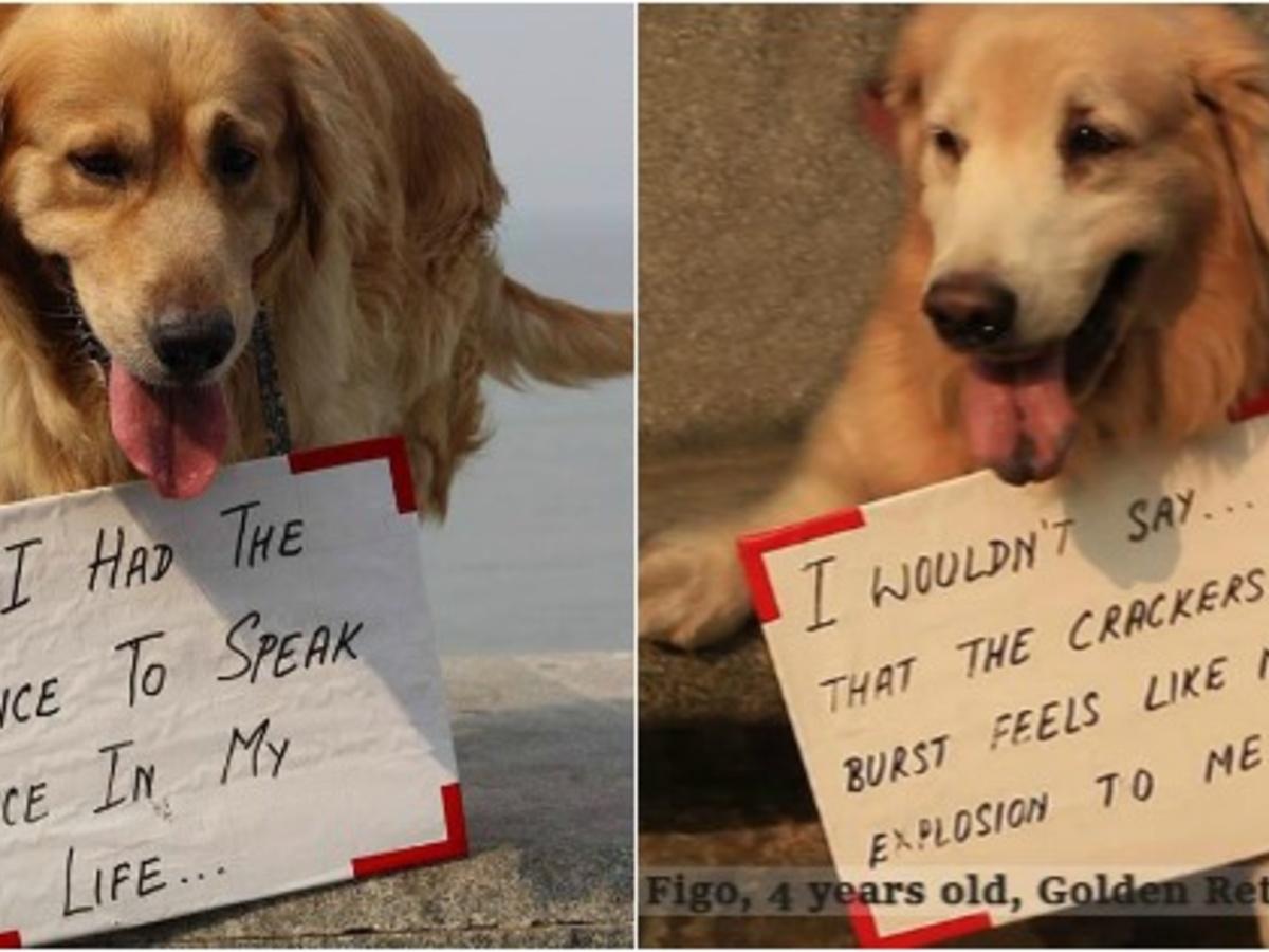 These 11 Dogs Have A Very Special Diwali Message For Everyone But Will You  Care To Listen?