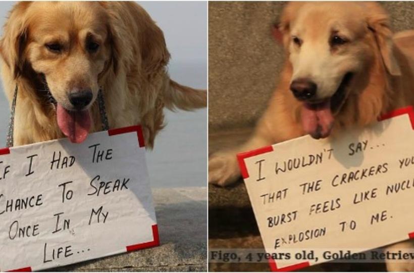 These 11 Dogs Have A Very Special Diwali Message For Everyone But Will You  Care To Listen?
