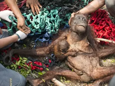 Indonesian Orangutans Which Escaped Wiled Fire