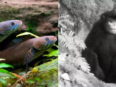 Walking Fish And Sneezing Monkey Among New Species Discovered In Eastern Himalayas