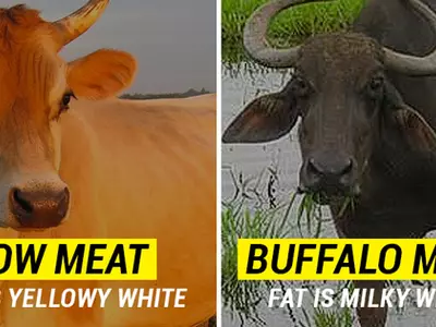 The Problem With Beef Ban In India