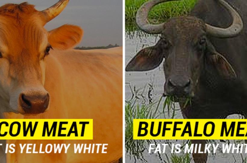 14 Differences Between Cow And Other Types Of Meat That Might Save Your  Life One Day