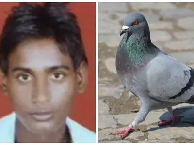 dalit pigeon murder
