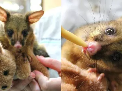 This Baby Possum Just Can't Stop Snuggling Her Toy Kangaroo And It's Precious!