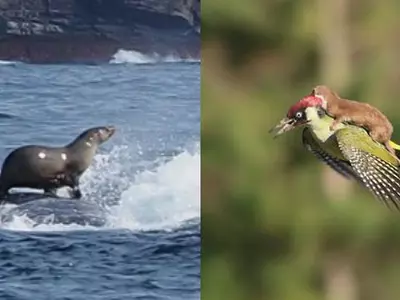 Seal rides a whale, weasel rides a woodpecker