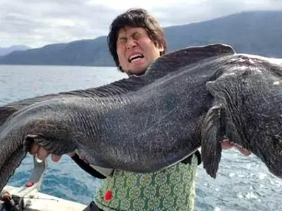 Japanese Fisherman Catches Wolffish And It's So Massive It Can Put Godzilla To Shame