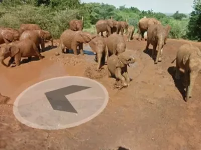 google elephants