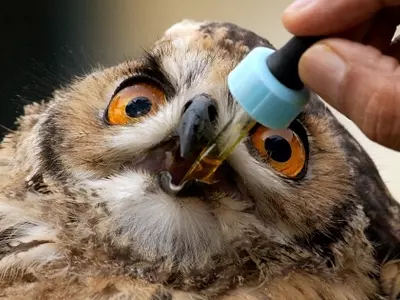 owl bird hospital