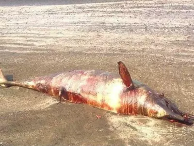 Mumbai dead dolphin