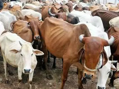 Beef Ban Might Have Saved Them From Slaughter Houses, But Cattle In Drought Hit Maharashtra Are Dying Of Hunger