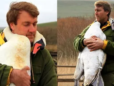 Injured Swan Hugging Her Saviour In An Incredible Gesture Of Gratitude Will Move You To Tears