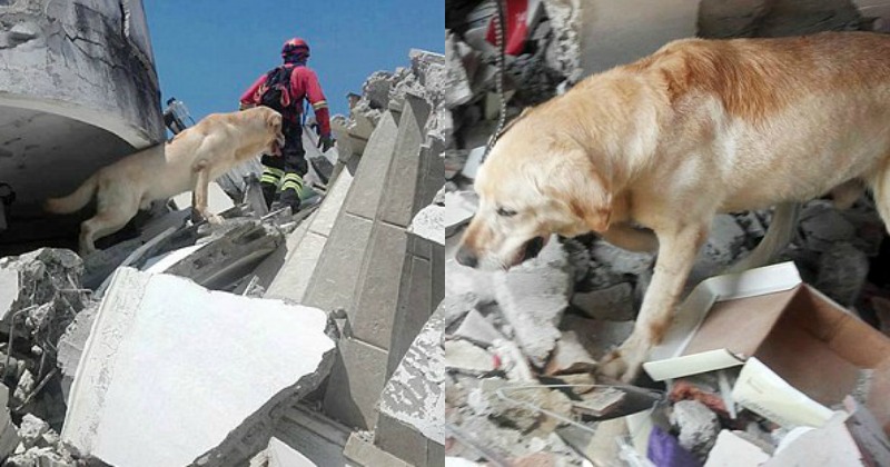 Hero Dog Dies Of Exhaustion After Saving Seven Lives In The Ecuador ...