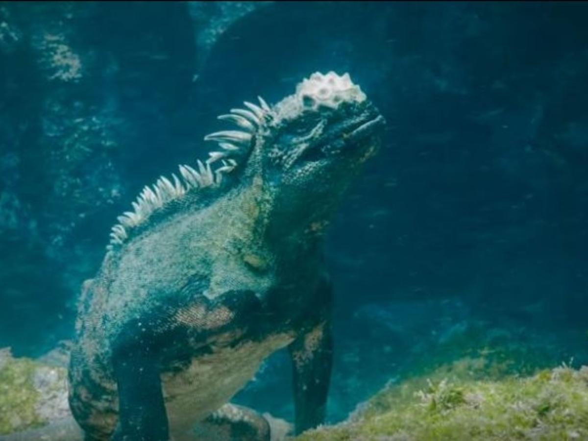 marine iguana swimming