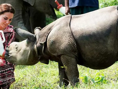Kaziranga rhino killed during royal couple tour