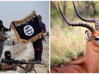 ISIS gazellle