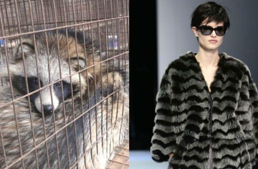 Giorgio Armani Goes Cruelty-Free, Abolishes The Use Of Fur In Their  High-End Fashion Lines