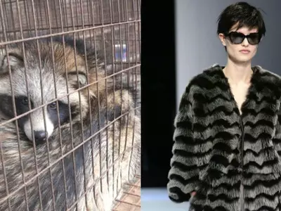 Giorgio Armani Goes Cruelty-Free, Announces To Never Use Fur In Their High-End Fashion Lines