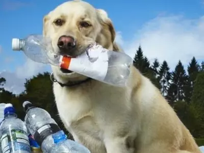World's Greenest Dog Tubby, Who Sniffed Out 26,000 Plastic Bottles, Passes Away At Age 13
