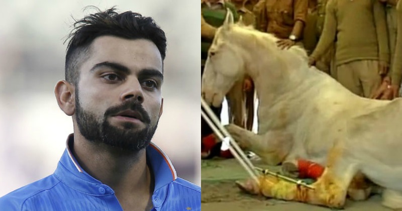 RCB Skipper Virat Kohli Condoles Death Of Horse Shaktiman, Says It Was