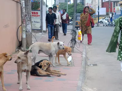 Kerala Govt Has Decided To Kill Its 'Vicious' Stray Dogs