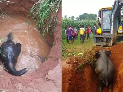 Baby Elephant Falls, Gets Stuck In A Well But Is Soon Rescued By Kind Humans The Next Morning