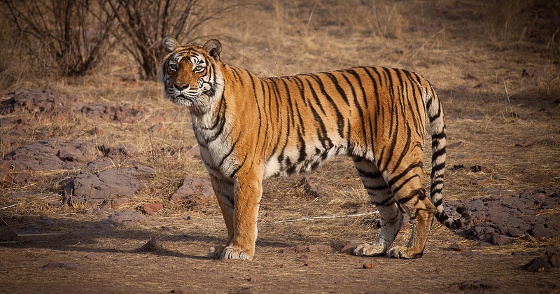 In Memory Of Machli - The Queen Mother Of Indian Tigers, Nature's Own ...