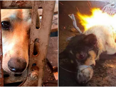 dog meat cooking