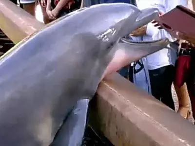Mischievous Dolphin Grabs An iPad From A Tourist's Hands At SeaWorld Orlando!
