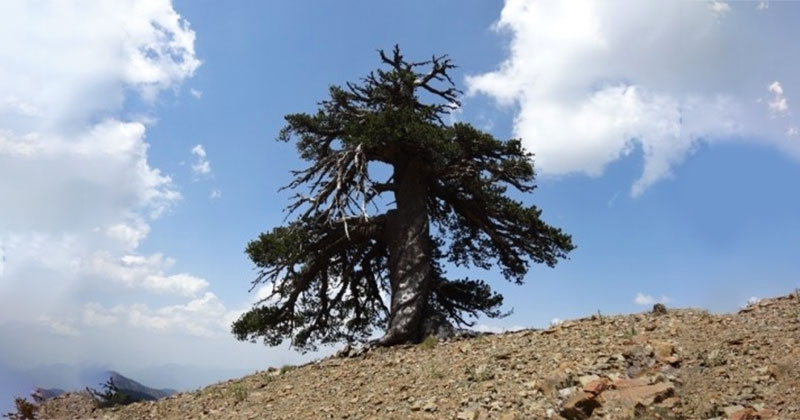 This Tree Started Growing During The Viking Age In The 8th Century And