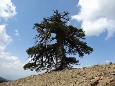 Oldest tree