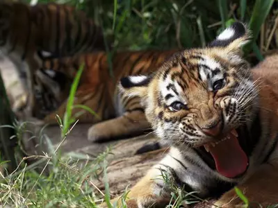 Instead Of Killing It, Here's Why This Village Is Playing Host To A Tigress And Its 2 Cubs
