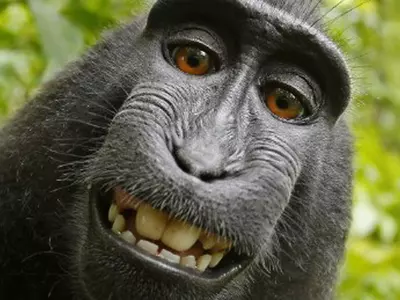 PETA Files Lawsuit To Give Monkey The Copyrights To His Selfie!