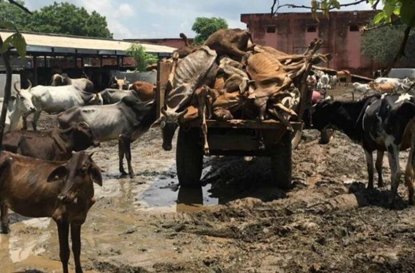 In Rajasthan, The Only State With A Minister For Cow Welfare, Cattle Are  Dying By The Dozens At Welfare Home