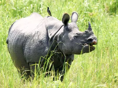 Chennai Lends A Helping Hand To Assam Rhinos