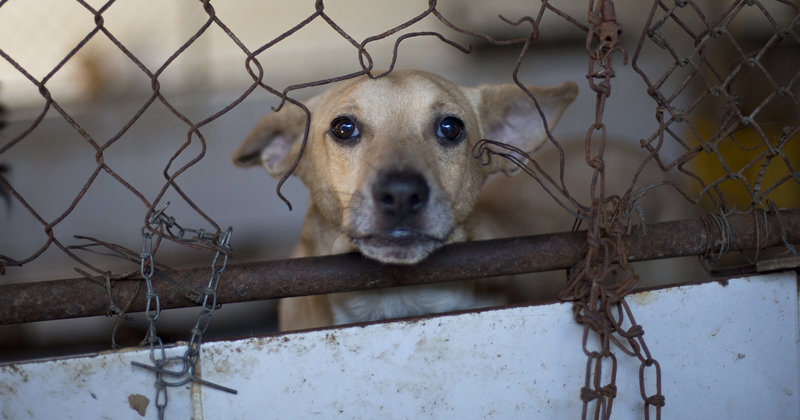 Number Of Animal Cruelty Cases On The Rise, Now 3 Dogs Shot Dead In ...