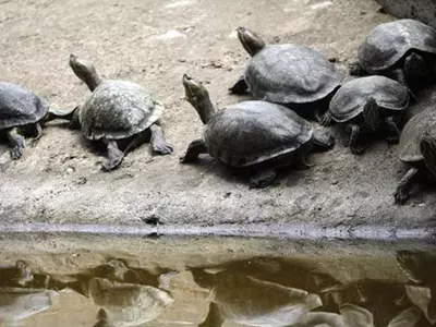 The Government Now Plans To Use Turtles To Clean The Ganges