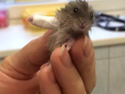 This Adorable Picture Of A Hamster With A Broken Arm With Tug At Your Heart's Strings!