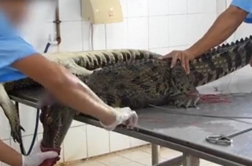 Footage Shows Crocodiles Skinned Alive For Louis Vuitton Purses