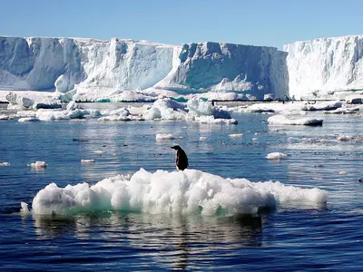 Polar Sea Ice