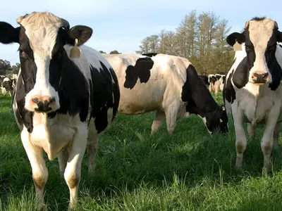 Western cows