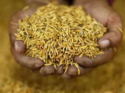 Starved Of Cash, Gwalior Farmers Pay Kids' School Fees In Paddy
