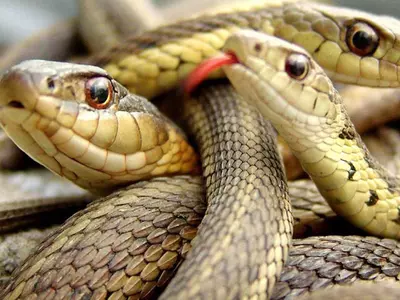 Snakes Arrested From Pune Flat, Kept For Illegal Venom Business