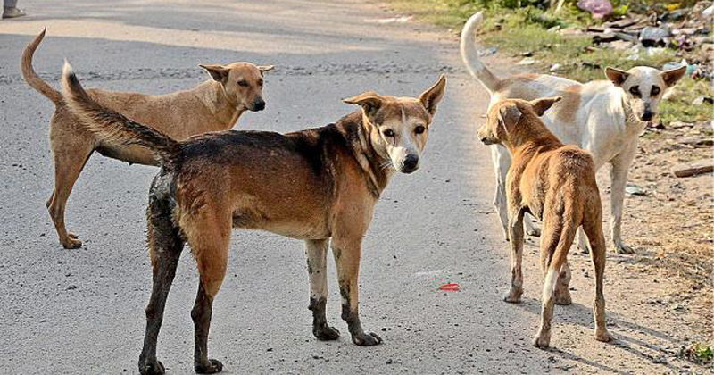 Chennai Has Put 2800 Street Dogs To Sleep In The Last 4 Years