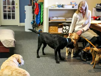The World's Most Dog-Friendly Office Will Make You Super Jealous!